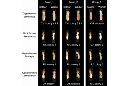 A team of researchers in Taiwan has developed software driven by machine learning to accurately identify specimens—both soldiers and workers—of four different termite species. Their goal is to enable smartphone app termite ID for pest management pros and 