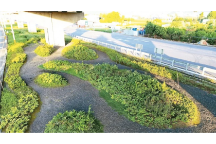 一群學者專家近年力推「草本復興」計畫，選擇植栽希望透過一年生、多年生、會結果等原生種組合，讓死去草根腐爛後也變成有機碳儲存在土壤中，形成永續生態。圖／黃盟元提供