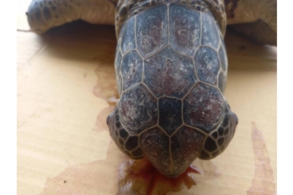 雖然海龜已死亡，但口鼻仍流出鮮血，將送往台灣進行病理解剖。(民眾提供)