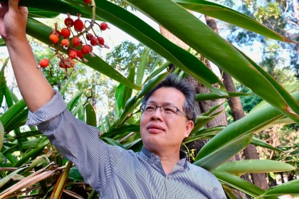 中興大學森林系教授曾彥學與他在校內種植的月桃