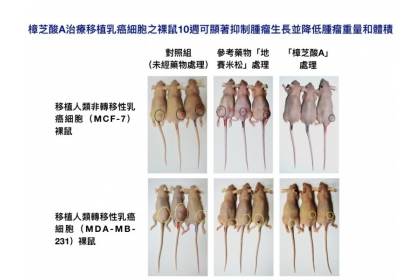 中興大學研究牛樟芝特有的「樟芝酸A」能抑制乳腺癌腫瘤。（圖：興大提供）