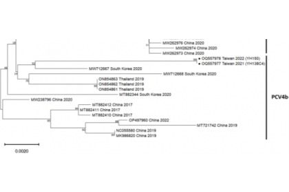 The two PCV4 virus nucleic acid (․) sequences first discovered in Taiwan. The most likely sequence is the strain isolated in South Korea in 2020. The classification of our PCV4 isolate tends to be PCV4b. (https://doi.org/10.1016/j.heliyon.2024.e35579, Fig