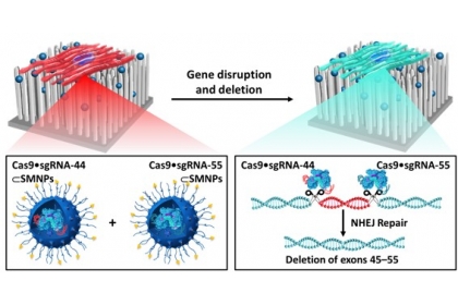 超分子奈米顆粒介導CRISPR / Cas9系統的傳輸