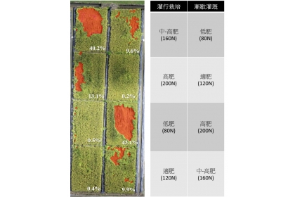 空拍影像快速調查並分析倒伏災損面積與比例。（圖片來源：農試所提供）