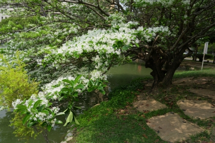 根部覆蓋麻布袋，使根部土壤保持濕潤並維持根部的呼吸空間。