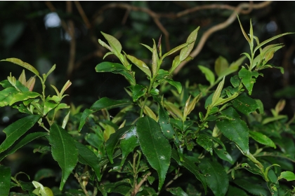曾彥學發表的新種植物「浸水營柃木」。圖片提供/曾彥學