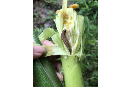 今年首度遭秋行軍蟲入侵。台灣圖／農委會提供