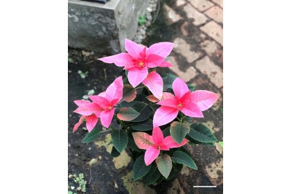 愛神（照片提供／陳彥銘）