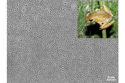  The surface morphology of the multifunctional bionic coating    prepared by imitating the frog skin (upper right corner).