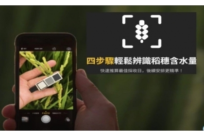手機拍照辨識稻米成熟度AI技術提供稻穀採收最適期建議及後續收割機媒合路線規劃。 (圖/中興大學提供)