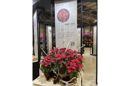 年度10大推薦品種-興大聖誕紅新品種雷神