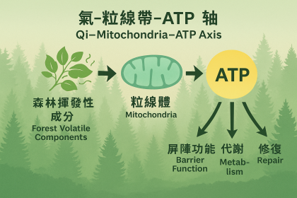此研究首次提出「氣–粒線體–ATP 軸」的科學模型,為森林療癒提供可量化、生物學層面的證據。