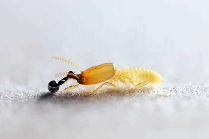 Pericapritermes nitobei termite soldier and the metal ball used in “ball-strike” experiments (Image by Kuan-Chih Kuan).