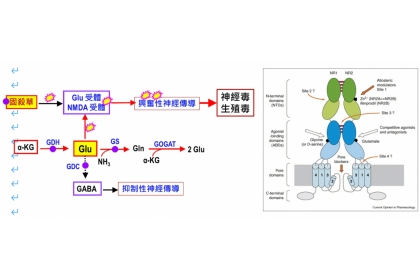 左為固殺草神經毒有關作用部位示意圖，右為NMDA受體模式圖 僅供參考