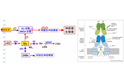 左為固殺草神經毒有關作用部位示意圖，右為NMDA受體模式圖 僅供參考