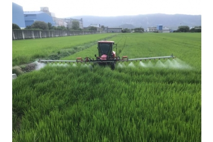 台東區農業改良場與國立中興大學學研合作，發現本土菌種「黑殭菌YCC604」，有利於防治稻黑椿象。(圖片來源：中興大學顏祥峻攝、台東場提供)