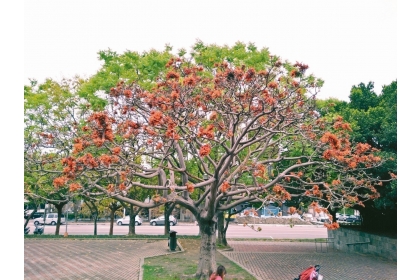 惠來公園裡的莿桐，今年綻放紅花。 圖／興大提供