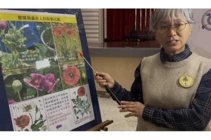 台灣植物分類學會理事長、中興大學教授許秋容分析罌粟花與觀賞植物虞美人特徵。記者蕭雅娟／攝影