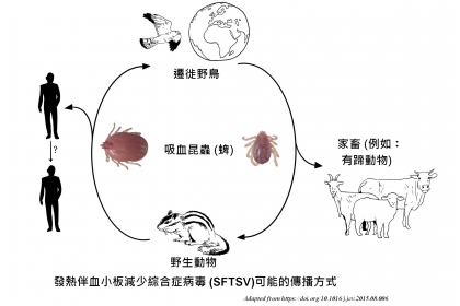 圖示SFTSV的傳播方式