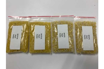 New rice varieties biofortified with micronutrients essential for human health. They express genes that increase iron, zinc and beta-​carotene (provitamin A) in the grain to nutritionally-​relevant levels. The yellow color results from provitamin A.