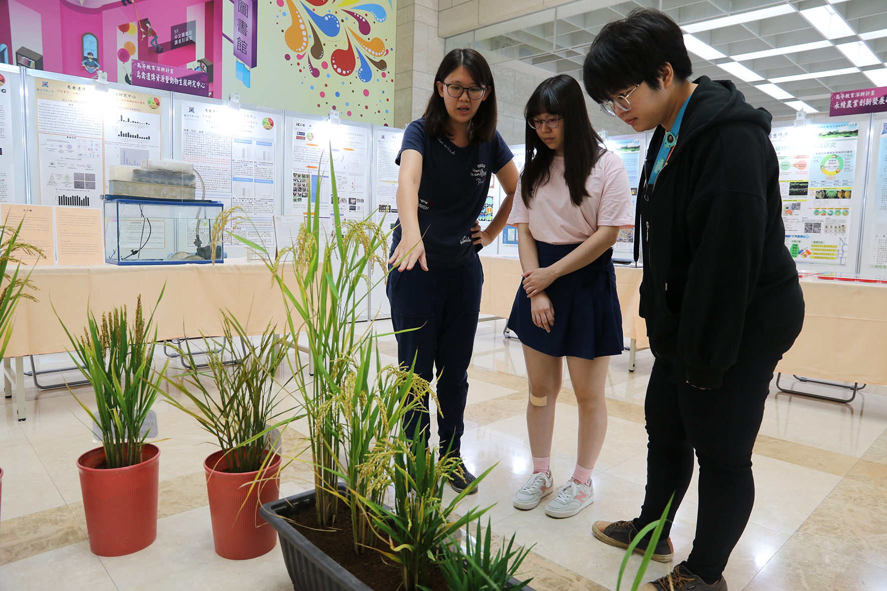 「高教深耕計畫特色領域研究中心暨USR成果展」展示分子育種抗逆境水稻