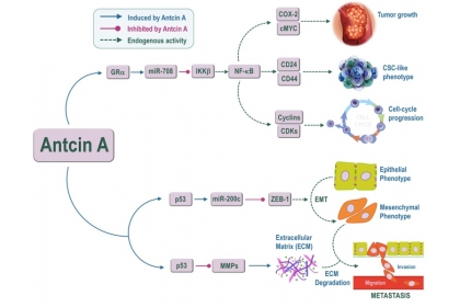圖二：Antcin A透過GRα活化miR-708，可抑制增殖並誘導乳腺癌細胞的細胞週期停滯。
