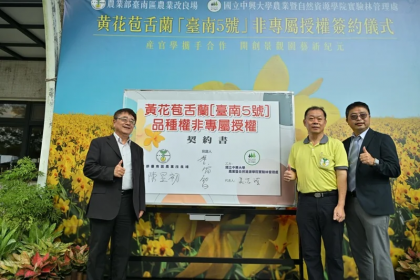 台南農改場育成新黃花苞舌蘭「臺南5號」授權中興大學推廣。圖／台南農改場提供
