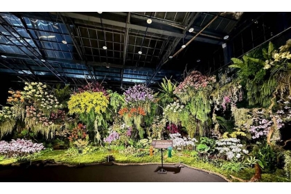 2025台灣國際蘭展競賽得獎花是展場焦點，今年國際景觀由泰國奪金。（市府提供）