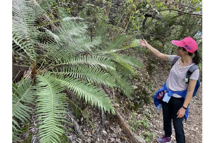 南投惠蓀林場內有許多稀有的「蘇鐵蕨」，被認為與稀土的分布有關。記者修瑞瑩/攝影