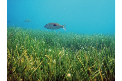 東沙島海草床面積廣大，有豐富生態、漁業資源，但也面對非友善捕魚的威脅。圖為在海草床中巡遊覓食的單斑龍占。（圖片提供／林幸助）