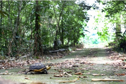 日月光文教基金會攜手中興大學食蛇龜保育團隊，前往南投山區探訪食蛇龜的棲地，為瀕臨絕種的食蛇龜找新生路。(日月光文教基金會提供)