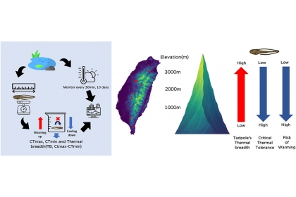 研究發現，低海拔的莫氏樹蛙族群面臨暖化風險更高。圖片來源：擷取自報告