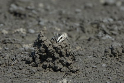 Male fiddler crab constructing a chimney-like structure at the burrow entrance. Photo credit: Invertebrate Laboratory, NCHU