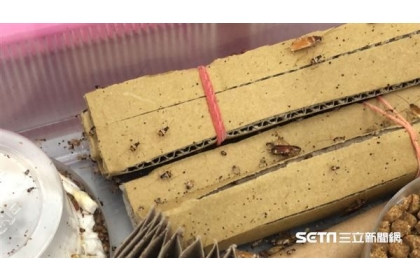 中興大學昆蟲系教授黃紹毅博士，他表示，不建議打爆蟑螂，因為細菌、病原菌等可能噴濺。（圖／記者張雅筑攝）