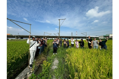 Students building perches for black-winged kites in eco-friendly rice paddy.