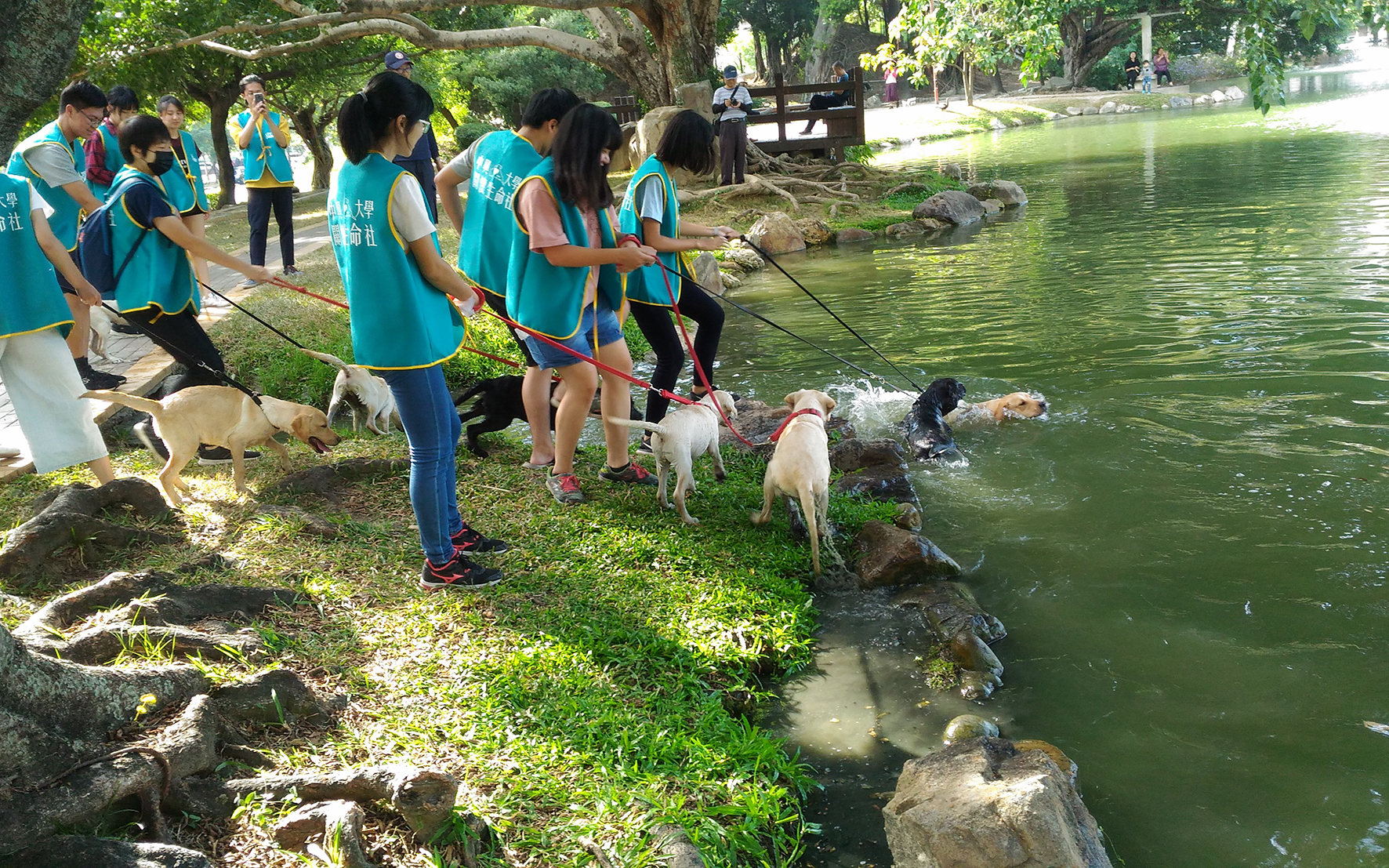 緝毒幼犬在中興湖進行社會化訓練
