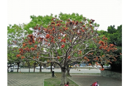 惠來公園裡的莿桐近日已盛開