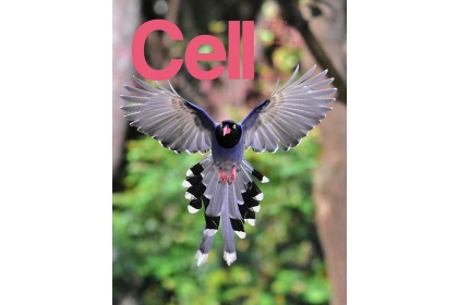 台學者鳥類羽毛研究登上學術期刊《細胞》（Cell），攝影家郎紹華拍攝的台灣藍鵲也登上封面。（郎紹華攝，鍾正明提供）