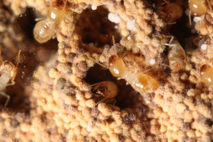 The fungus garden of O. formosanus. The worker termite of O. formosanus is at the center. The white spherical-shaped objects are the fungal nodules of T. eurhizus.
