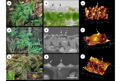 圖 1. 三種卷柏屬植物及腹葉背側的矽晶體。 第一欄：植物的生育地和形態；第二欄：葉片結構；第三欄：重建後立體的原子力顯微影像 (AFM)，具細胞輪廓標記。 （a-c）全緣卷柏 (Selaginella delicatula) 具有乳突狀矽晶體（箭頭）和二區葉綠體。（d-f）異葉卷柏 (S. moellendorffii) 具有錐形矽晶體（箭頭）和具一般巨大葉綠體。（g-i）紅卷柏 (S. erythropus) 具有錐形矽晶體（箭頭）和二區葉綠體。 g 中的插圖顯示葉片形態和枝條的橫向視圖。 縮寫：cB