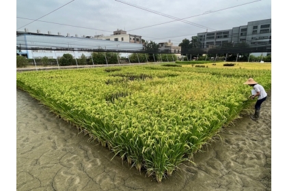 The biofortified rice varieties were developed in the laboratory and then grown in experimental fields in Taiwan.