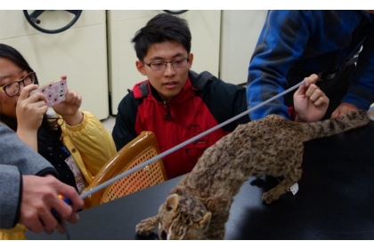 中興大學團隊在特生中心測量石虎實際大小與眼高。圖／中興大學機械系 提供