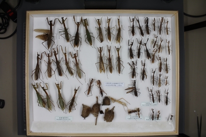 The insect specimens donated by Kokichi Hatta.