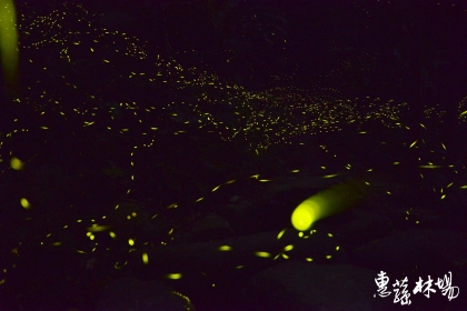 惠蓀林場賞螢季登場。圖片來源:惠蓀林場