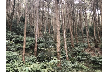 台灣40萬公頃人工林，原應發展成可永續林業，照顧山村經濟提供內需。攝影：廖靜蕙