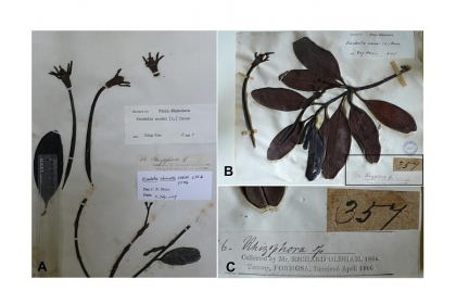 台灣最早的紅樹植物標本，為1864年採自淡水河口的水筆仔標本，保存於英國自然史博物館和英國皇家邱植物園